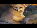 fennec fox pet the ultimate guide