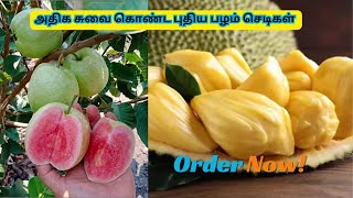 அதிக சுவை கொண்ட புதிய பழம் செடிகள்  #fruits #tasty #exotic #newcollection