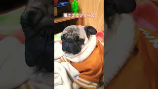 散歩から帰ってあったかい部屋でフリーズするパグ #pug #パグ #犬のいる暮らし #日常 #퍼그 #dog #shorts