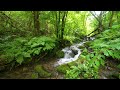 Calming Birds Chirping, Babbling Brook, Forest Sounds, Nature Sounds