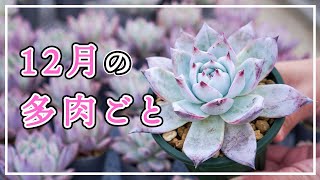 [Subtitle] [Succulents] The cold is getting deeper ❄ 3 things I want you to do in December