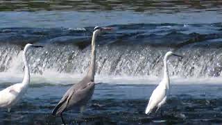 サギ_25_多摩川_Intermediate Egret_4K