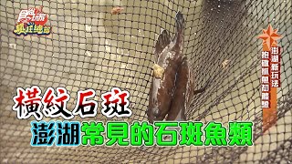 【食尚玩家瘋狂總部】澎湖新玩法！抓石斑魚體驗 探訪神秘潮間帶！ 網路獨家 20200521 #7