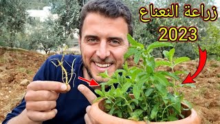 إزرع النعناع 🌱 في منزلك بهذه الطريقة ولن تحتاج لشرائه من السوق بعد اليوم !