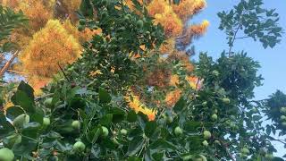 Healthy Jujube Fruits with Beautiful Orange Sunrise Reflection on Background Pine Tree