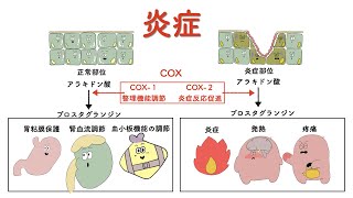 【薬理】【生理学】炎症と抗炎症薬NSAIDs