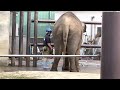 福山市動物園の🐘ふくちゃん（ボルネオゾウ）2022.5月