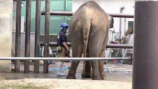 福山市動物園の🐘ふくちゃん（ボルネオゾウ）2022.5月