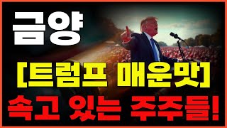 🔥[금양] - 🔴로리 나이트 회장 제발 찾지마세요!