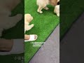 小狗找爸爸，它看起來真的好像壹個小寶寶#cute #dog #funny #shorts