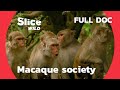 How 500 monkeys settled on an uninhabited island | AI | Full Documentary