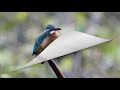 【探鳥散歩】 埼玉県坂戸市のビオトープで出会った野鳥