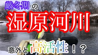 【北海道 ルアー 釣り 湿原河川 トラウト アメマス】厳冬期の湿原河川 意外と高活性！？