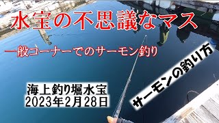 2月28日の不思議な一般マスの釣行です。鯛0匹でナンバーワンステッカーをいただきました。ボウズステッカーではなくソイ、とサーモンの数の点数でマス1番でした。