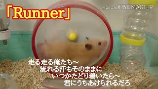 こっちゃんのハムちゃん日記「Runner」