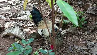 വേലു പൂവൻ 🤗🤗🥰🥰 #yotubevideo #trending #birds #viralvideo