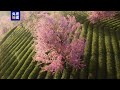 樱花开了，这是云南冬日的专属浪漫 cctv