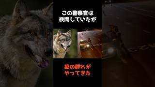 【検問中の警察官に勢いよく走って向かうオオカミたち】 #shorts #事件