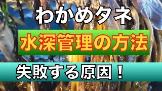 わかめタネ【水深管理の方法】失敗する原因はコレ！