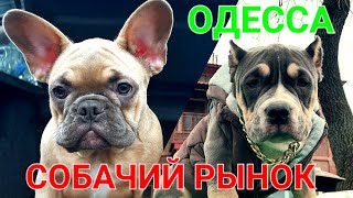 Собачий рынок Одесса. Староконный базар. Продажа щенков и котят. Топ 5. Птичка. Собаки. #зоотроп