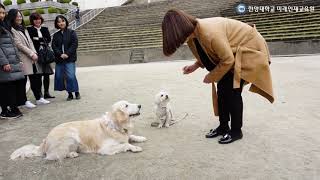 동물매개심리상담사 공개특강(치료견은 아무견종이나 가능한가요?)_한양대학교 미래인재교육원(최초아 겸임교수)