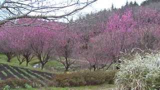 里山風景. 2015年3月