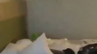 kermit sleeping