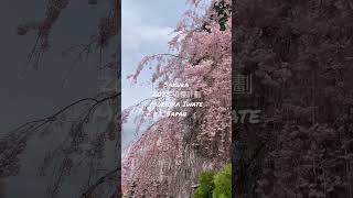 Sakura 2023追櫻計劃#44，日本岩手縣盛岡市盛岡城跡公園櫻山神社，Morioka Iwate , Japan 。