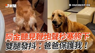 黃金獵犬聽見鞭炮聲 「秒塞爸胯下」雙腿發抖😭｜寵物動物｜狗狗｜精選影片