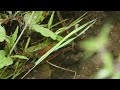 drama as an american signal crayfish goes towards a young water vole