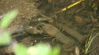 Drama as an American Signal Crayfish goes towards a young Water Vole!