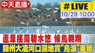 【中天直播#LIVE】蘆葦搖蕩碧水悠 候鳥翱翔 錦州大凌河口濕地賞\