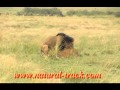 Kenya safari- Lions mating