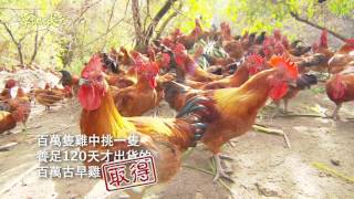 草地狀元-百萬麻油雞製作過程大公開 / Sesame oil chicken