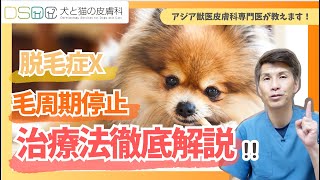 【犬と猫の皮膚科】皮膚科専門医が毛周期停止・脱毛症Xに関する治療法を徹底解説！ご家族にやってほしい事で１番難しい事とは？【皮膚科専門医】