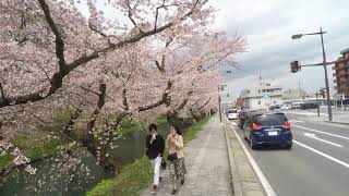 弘前公園の桜【2K60P】2020年4月26日｜SAKURA 日本一の桜まつり青森県弘前市｜ Cherry Blossoms  at Hirosaki Park, Aomori Japan 2020