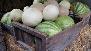 Melons - Valley's Gold