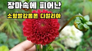 #다알리아 #소형빨강폰폰다알리아 장마속에 빛나는 빨강소형 폼폰 다알리아