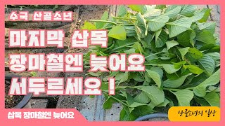 올해 마지막 수국 삽목 장마철에 삽목 하시면 큰 낭패 봅니다 서두르세요