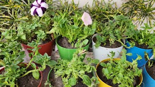 How to grow and care petunia flower plant/petunia plant repotting kaise kare!#flower #garden