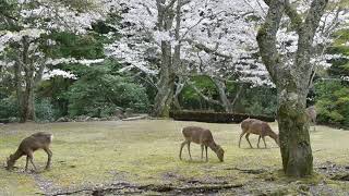 DSC 9606 宮島大元公園2