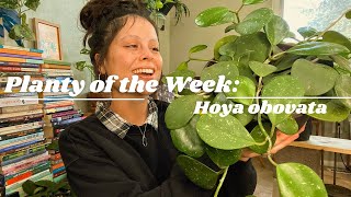 Plants of the Week | Hoya obovata