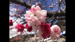 誰もが安心して楽しめる温泉郷を目指して～長野県阿智村昼神温泉～