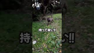 【甲斐犬 mix ハル】ボールを持って来ない犬