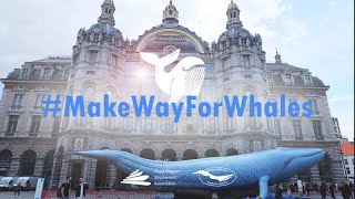 #MakeWayForWhales: Belgian shipowners launched European awareness campaign on ship strikes