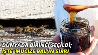 Kaz Dağları'nda üretilen 'mucize bal'ın sırrını anlattı