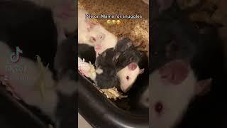 Baby rats pile on Mom for snuggles 🥰🥰❤️ #fancyrats #cuteanimals #animals #babyanimals #petrats