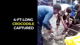 Watch: Locals capture crocodile from a stormwater drain