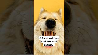 O focinho do seu cachorro está quente? #cachorro #pets