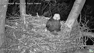 Hays Eagles Raccoon intruder-climbs left trunk, Mom reacts, Dad comes to protect 2023-04-08 01:50:48